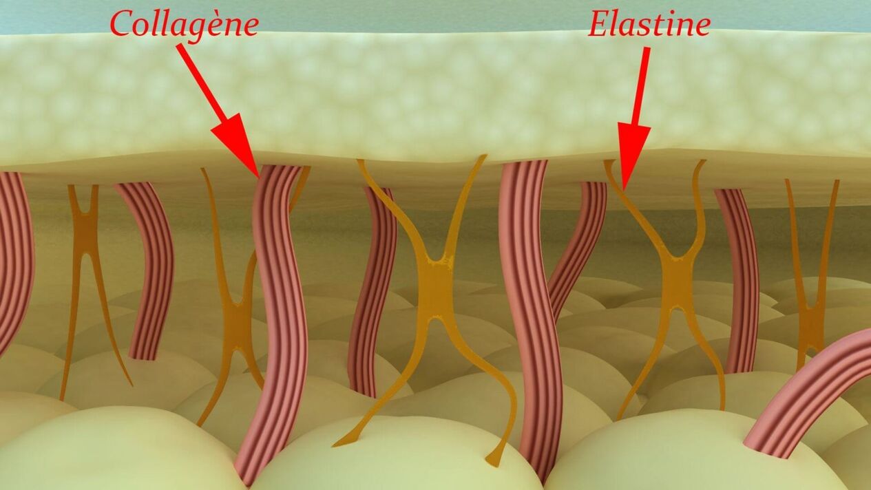 Kollagén és elasztin - a bőr szerkezeti fehérjéi